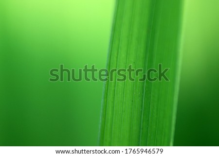 Closeup natural look of rice leaves, using natural greenery as a background or wallpaper