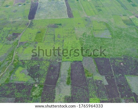 drone shot aerial view agricultural fields green paddy land patterns square symmetry irrigation background wallpaper madurai Tamilnadu india 