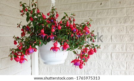 Beautiful Fuchsia flowers in pot. The flowers are very decorative; they have a pendulous teardrop shape. They have four long, slender sepals and four shorter, broader petals. Royalty-Free Stock Photo #1765975313