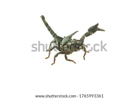 Cucumbe isolated on a white background