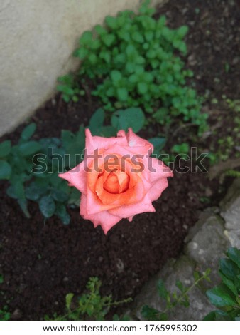 Shades of an orange rose