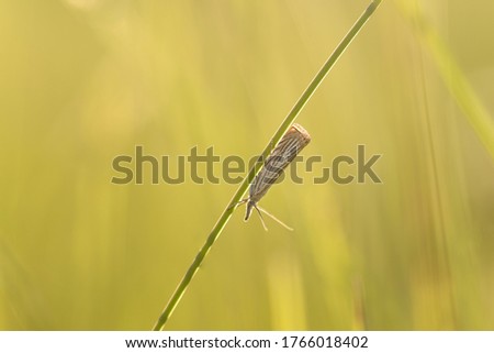 A tiny beautiful butterfly moth sits on a blade of grass at sunset. Copy space, selective focus
