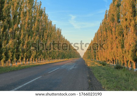 Photo taken in Ukraine. The picture shows an asphalt road with pyramidal poplars on both sides, at sunset.