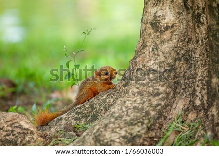 Brown squirrel on a light green tree