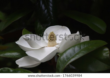 White Magnolia flower open on the tree