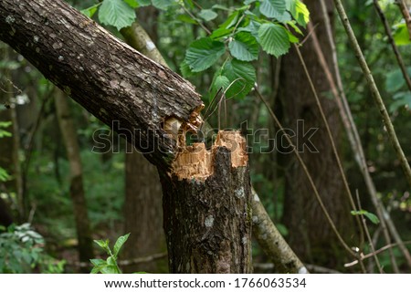 conifer tree trunk broken in half. a consequence of a natural phenomenon, a storm. Forest destruction. Royalty-Free Stock Photo #1766063534