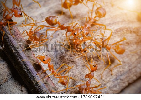 ants in working weaver ant. Concept team work together