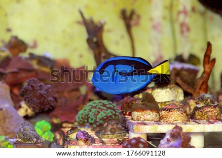 Blue tang fish in coral reef aquarium