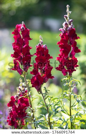 Snapdragon and lavender growin on a flowerbed, in the background orange and yellow flowers, Picture taken in the early morning in the sunshine