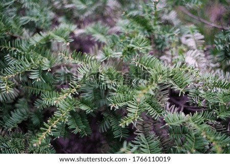 Close up pine leaves with branch. Christmas tree in winter concept