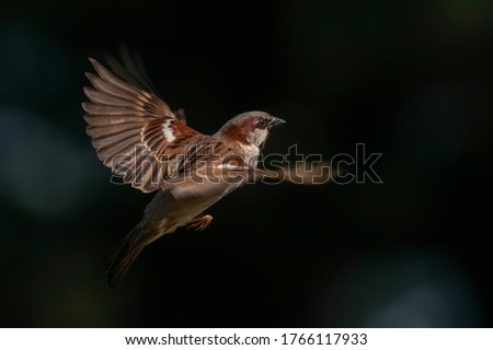 Beautiful House Sparrow male (Passer domesticus) flying on dark and blue bokeh background. Royalty-Free Stock Photo #1766117933