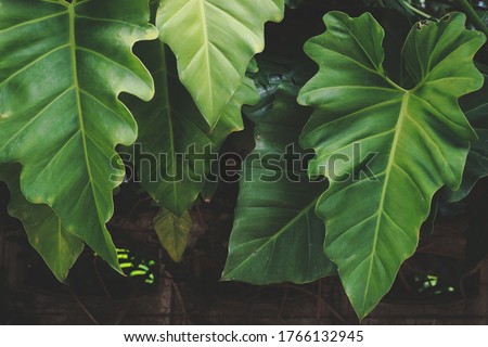 Tropical green big leaves on dark background, nature forest plant concept.