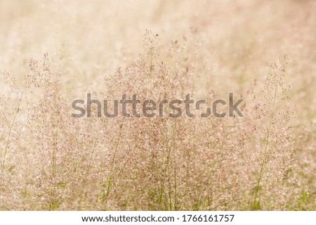 background texture dry field grass close-up. Macro photo, flower, grass background, macro photography, flower, dry grass background, pollen, flower, dry grass on a sunny day