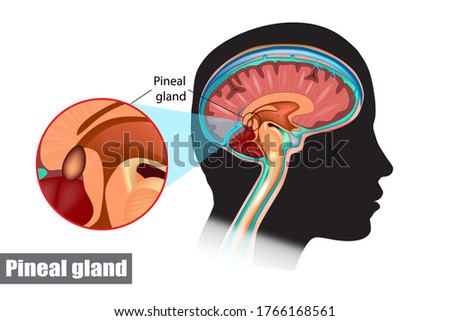The pineal gland, conarium, or epiphysis cerebri. Diagram of pituitary and pineal glands in the human brain
