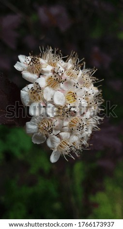 Sophisticated white shallow flower of a bubbleflower bush
