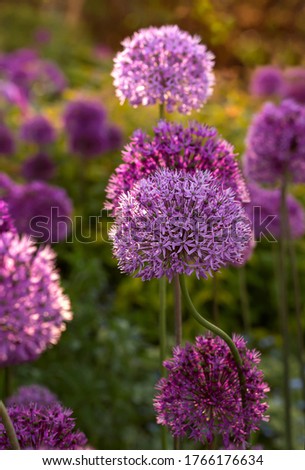 Blooming purple allium flowers (allium cristophil)  and yarrow on evening day in the garden. Concept of gardening, the cultivation of bulbous plants.Soft focus Royalty-Free Stock Photo #1766176634