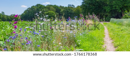 Nature-inclusive or circular and sustainable agriculture with wild flowers along potato field in the Netherlands, Europe Royalty-Free Stock Photo #1766178368