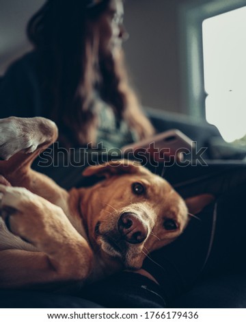 Dog laying on a couch with owner Royalty-Free Stock Photo #1766179436