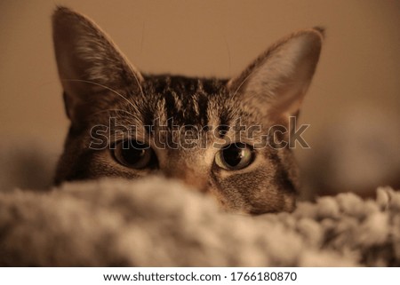 A cute cat with looking over a blanket Royalty-Free Stock Photo #1766180870