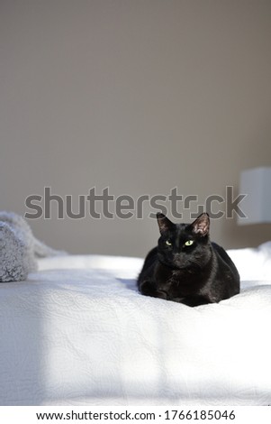 A black cat sits alone on a bed Royalty-Free Stock Photo #1766185046