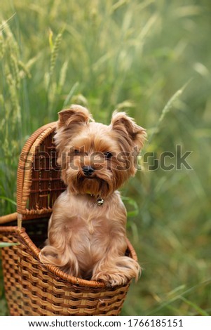 yorkshire terrier puppy in a basket