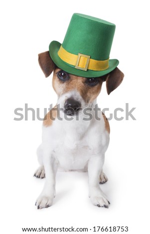 cute little dog jack russell terrier in a green St. Patrick's hat looking at the camera. White backgrond. Studio shot