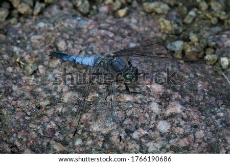 A dragonfly is an insect 