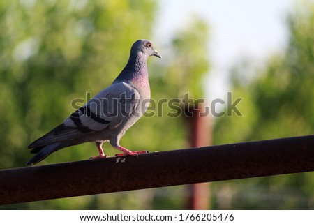 homing pigeon, racing pigeon or domestic messenger pigeon, walking on roof in green blurry background.  Pigeon concept photo. This beautiful picture clicked in Summer, Dehradun, India 