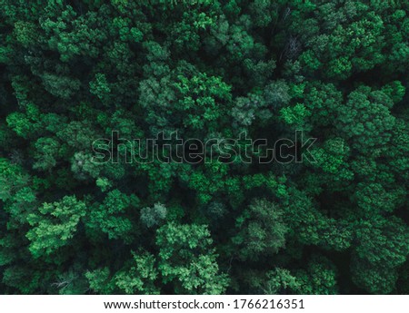Forest top from a bird’s eye view Royalty-Free Stock Photo #1766216351