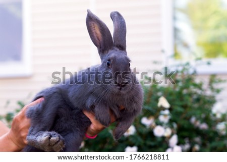 grey rabbit in woman's hands close up outdoor