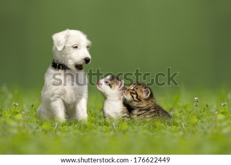 Parson Jack Russell Terrier puppy with two little kittens in a green meadow Royalty-Free Stock Photo #176622449