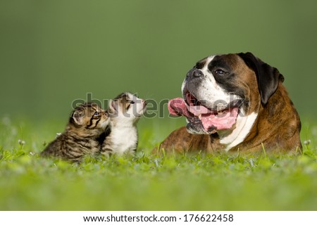 German boxer dog lying in meadow with two little kittens Royalty-Free Stock Photo #176622458