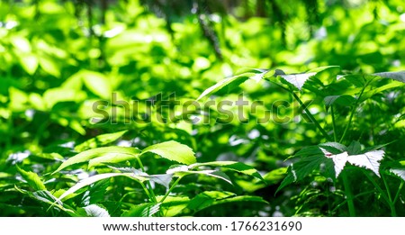 Nature blurred background with empty copy space and green leaves of ground elder (Aegopodium podagraria).