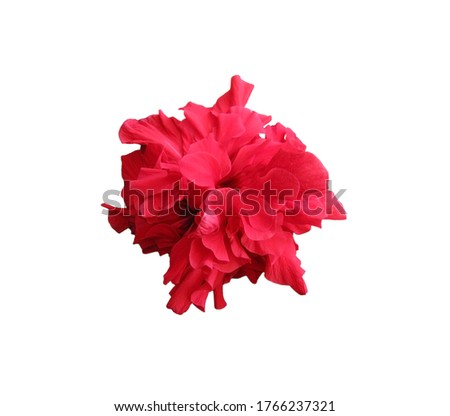 Hibiscus flower isolated on white background stock photo