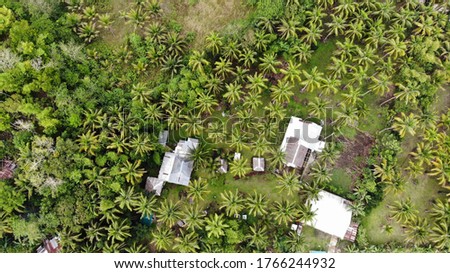 Palm threes around Bohol, Philipines