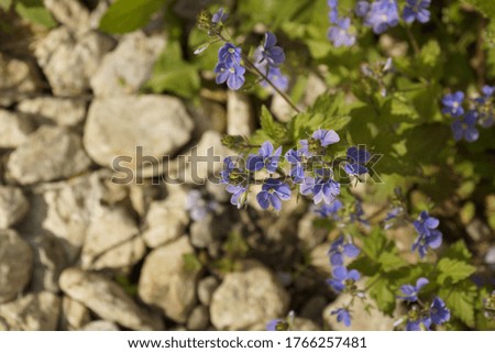 cute blue flowers on a blurred background of stones