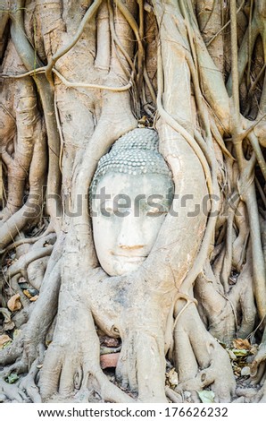 Buddha head statue under root tree in ayutthaya Thailand