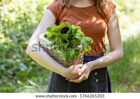 Girl carries from the garden a wicker basket with salad and basil. Close up. Royalty-Free Stock Photo #1766265203