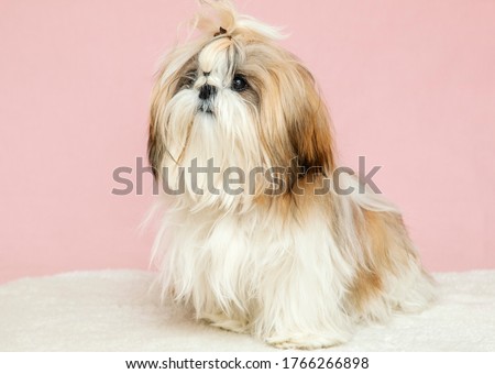 a beautiful well kept purebred shih tzu dog on a pink background Royalty-Free Stock Photo #1766266898