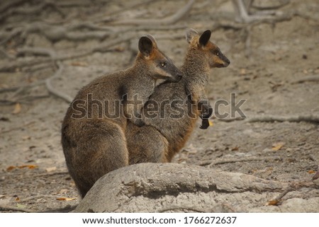 Wildlife Animal Close up Walabi Kangaroo