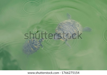 Two red-eared slider turtle swimming in the lake 
