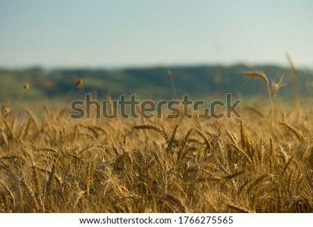 Wheat spike close-up. Agricultural background image