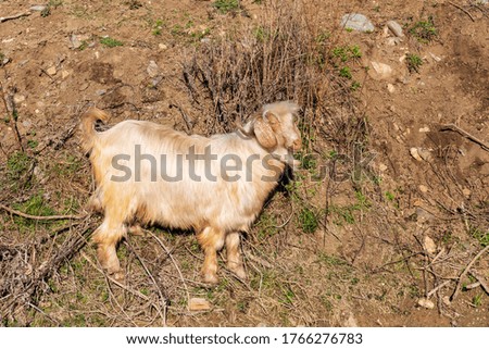 Grazing goats. White goat out to pasture in the mountains 