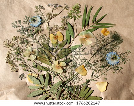 Dry plants on Kraft paper. Herbarium