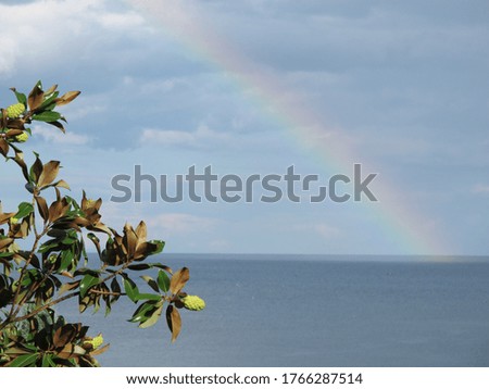 Picturesque landscape on a magnolia branch with green leaves and fruits on a background of the sea, blue sky and rainbow on a hot summer day