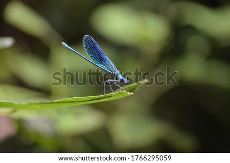 blue dragonfly, peaceful picture, dragonfly in Croatia, beautiful nature