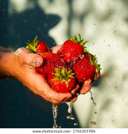 A lot of ripe red strawberries in the palms of the child's hands. Strawberry fruit close-up and water splashes. Wash strawberries under a stream of clean water.