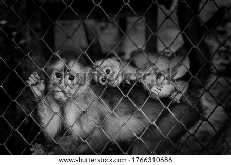 Monkey family in a zoo cage are holding the fence and looking to the camera