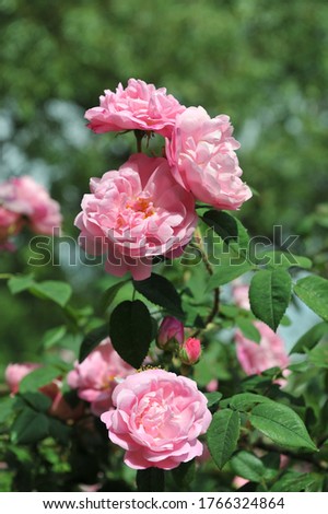 Coral-pink Alba rose Belle Amour flowers in a garden in June 2009