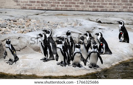 A group of penguins sitting outside of lake.  
